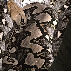 Meet your Posher, Antonio